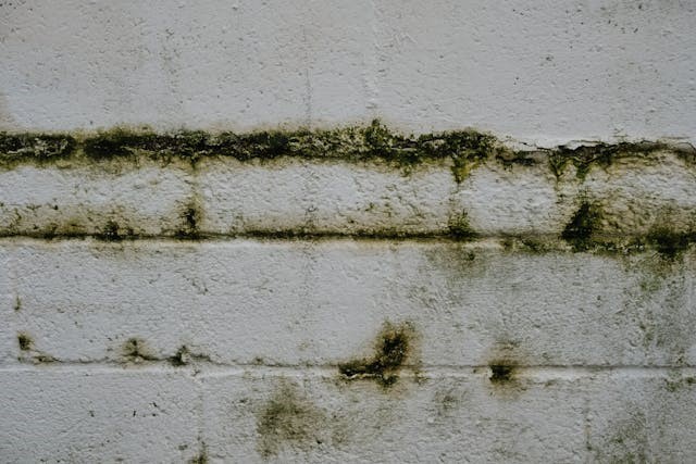 Mold on the white wall